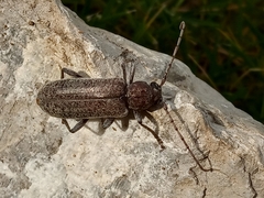 Trichoferus holosericeus