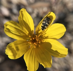 Acmaeodera tuta