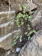 Epilobium obcordatum