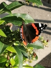 Vanessa atalanta