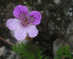 Erodium glandulosum