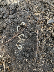 Cylindroiulus fulviceps