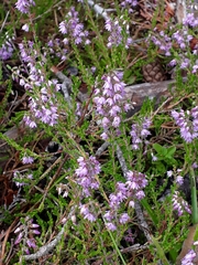 Calluna vulgaris