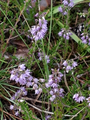 Calluna vulgaris
