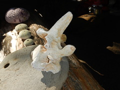 Phocoena phocoena
