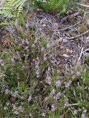 Calluna vulgaris