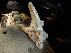 Phocoena phocoena