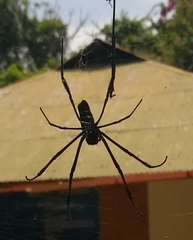 Trichonephila inaurata