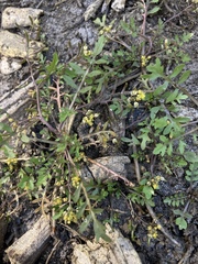 Rorippa curvisiliqua