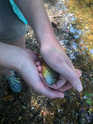 Gulf Longear Sunfish