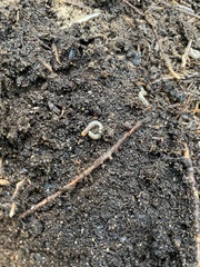 Cylindroiulus fulviceps