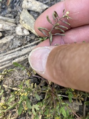 Rorippa curvisiliqua