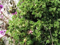 Erodium glandulosum