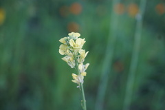 Turritis glabra