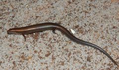 Panaspis wahlbergii