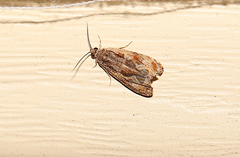 Olethreutes nigranum