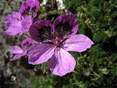 Erodium glandulosum