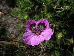 Erodium glandulosum