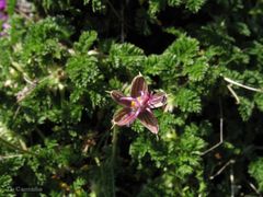 Erodium glandulosum