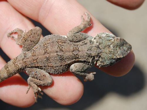 Gregory's Blue-headed Agama