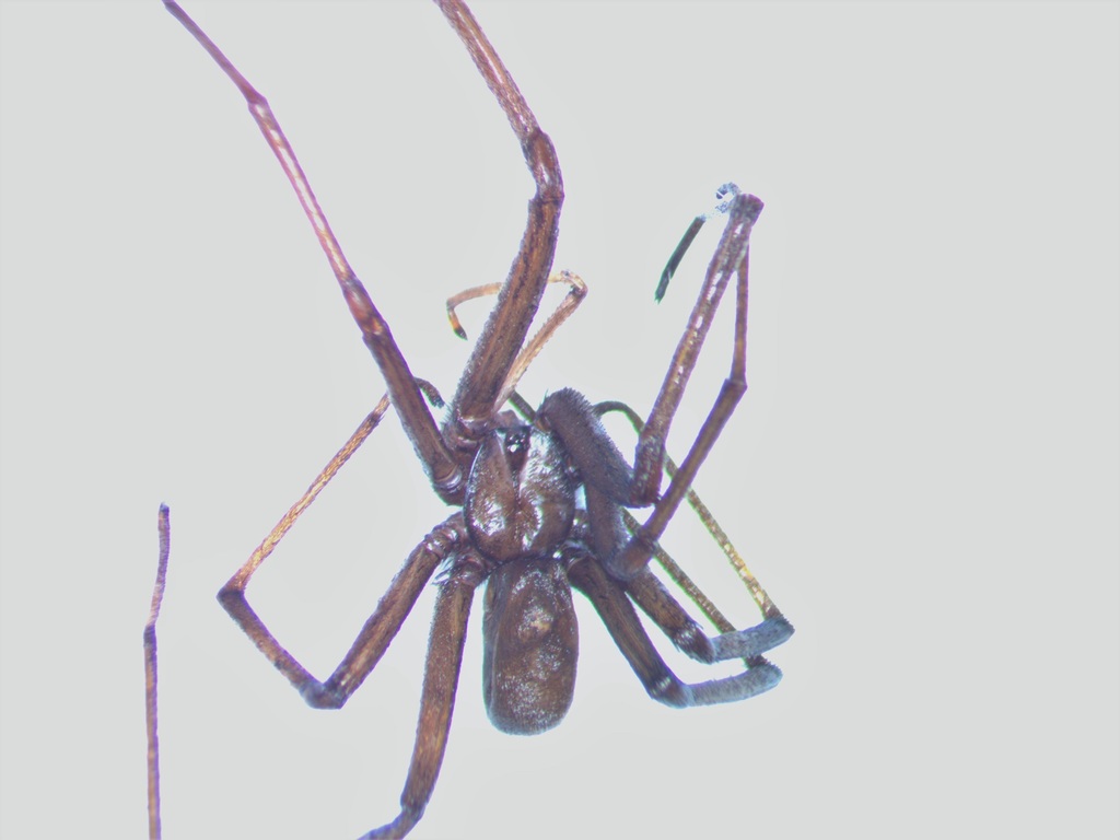 Kukulcania hurca