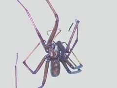Kukulcania hurca