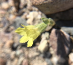 Mohavea breviflora