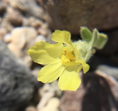 Mohavea breviflora