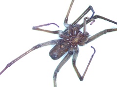Kukulcania hurca