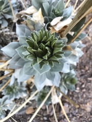 Enceliopsis covillei