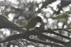 Hemignathus wilsoni