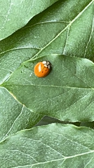 Harmonia axyridis