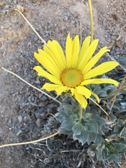 Enceliopsis covillei