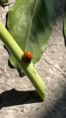 Harmonia axyridis