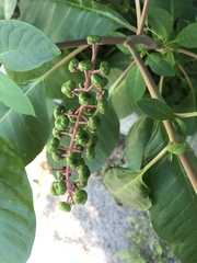 Phytolacca americana