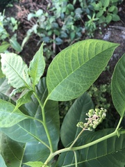 Phytolacca americana