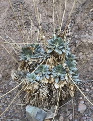 Enceliopsis covillei