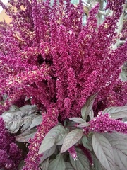 Amaranthus caudatus