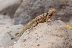 Microlophus barringtonensis