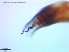 Kukulcania hurca
