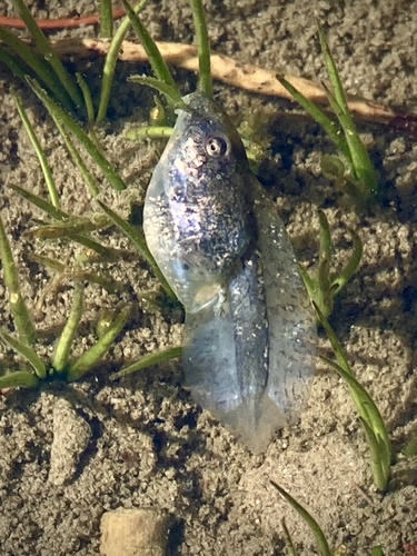 iNaturalist observation photo of Pacific chorus frog