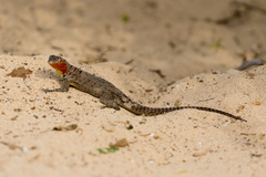 Microlophus barringtonensis