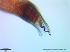 Kukulcania hurca