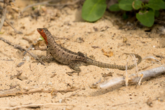 Microlophus barringtonensis