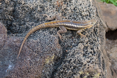 Microlophus barringtonensis