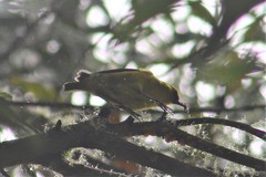Hemignathus wilsoni