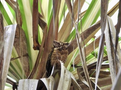 Otus lempiji