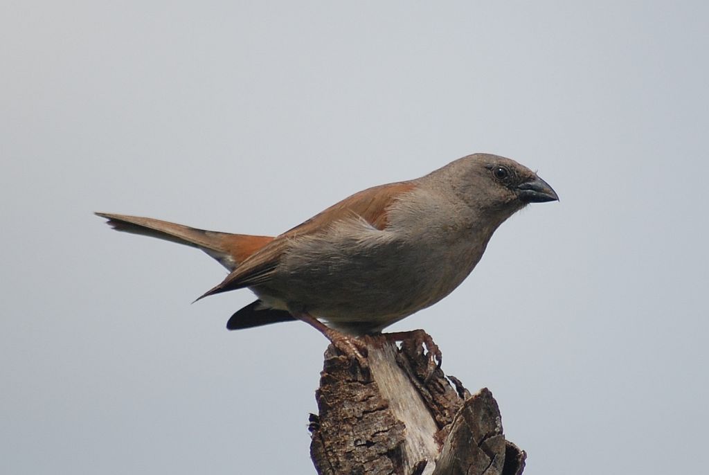 Swainson's Sparrow