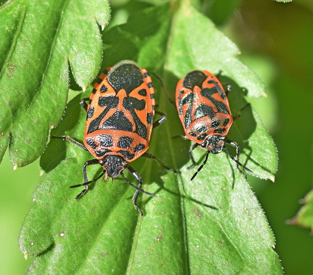 cruciferous bug
