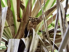 Otus lempiji